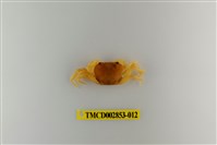 藏品(太魯閣澤蟹)的圖片